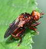 Sicus sp.